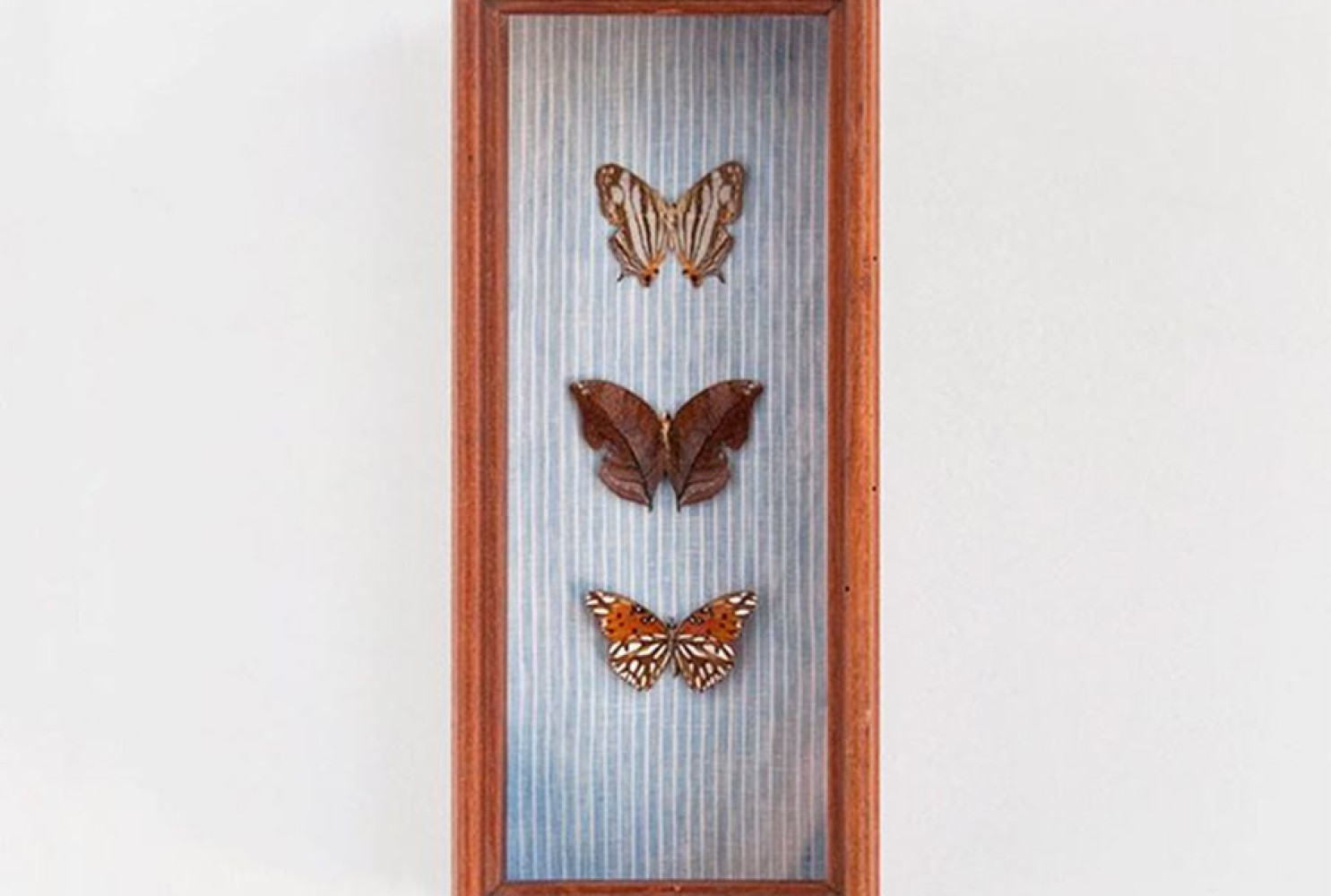 Butterfly Box made for Indigo and CottonPhoto by Brett Carron