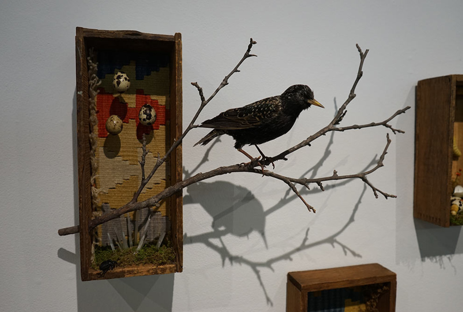Starling made for Rufous at Redux Contemporary Art Center