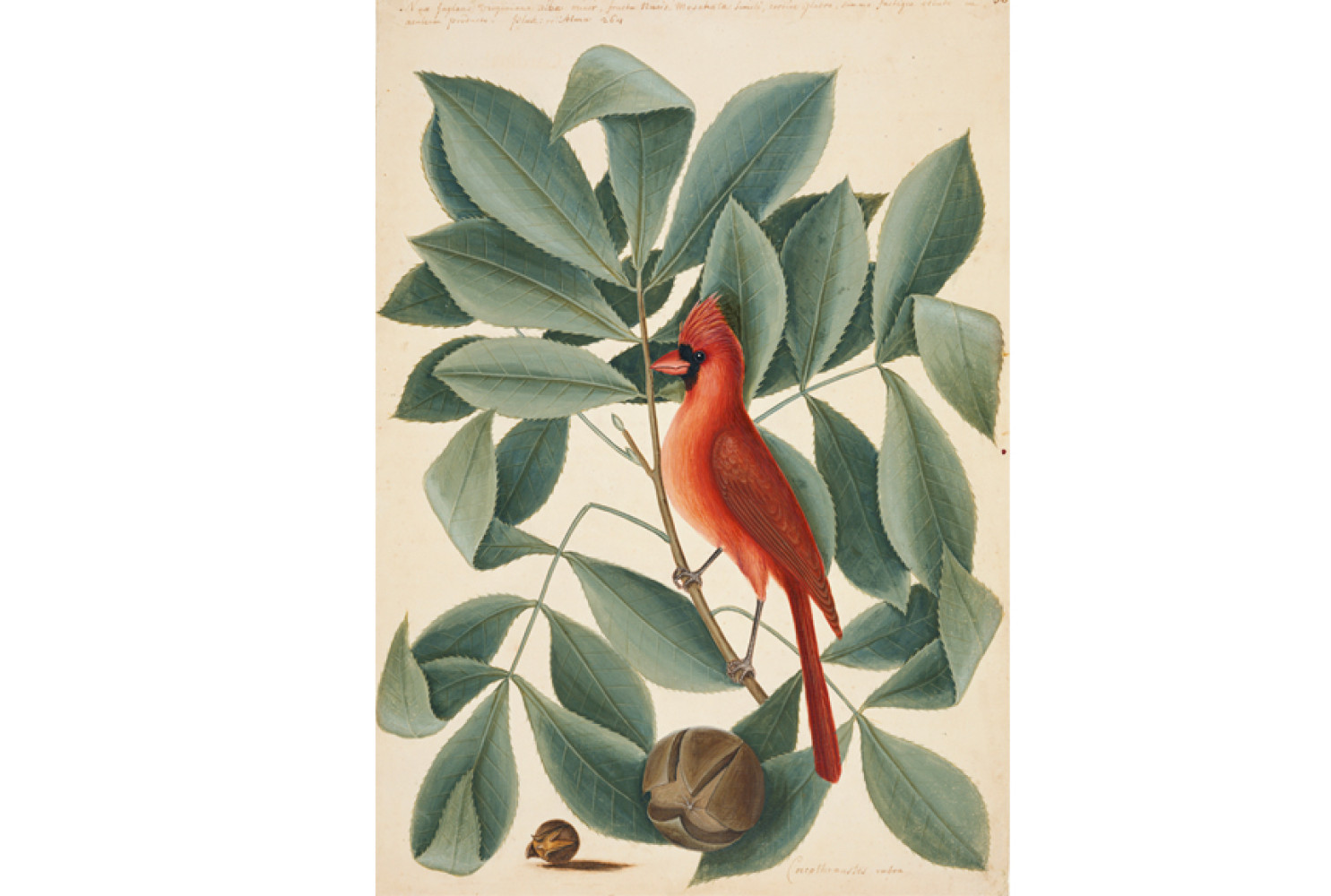 The Red Bird, the Hiccory Tree and the Pignut, ca. 1722-1726, by Mark Catesby (British, 1682-1749); watercolour and bodycolour heightened with gum Arabic; 29 1/2 x 22 1/2 inches; Lent by Her Majesty Queen Elizabeth II
