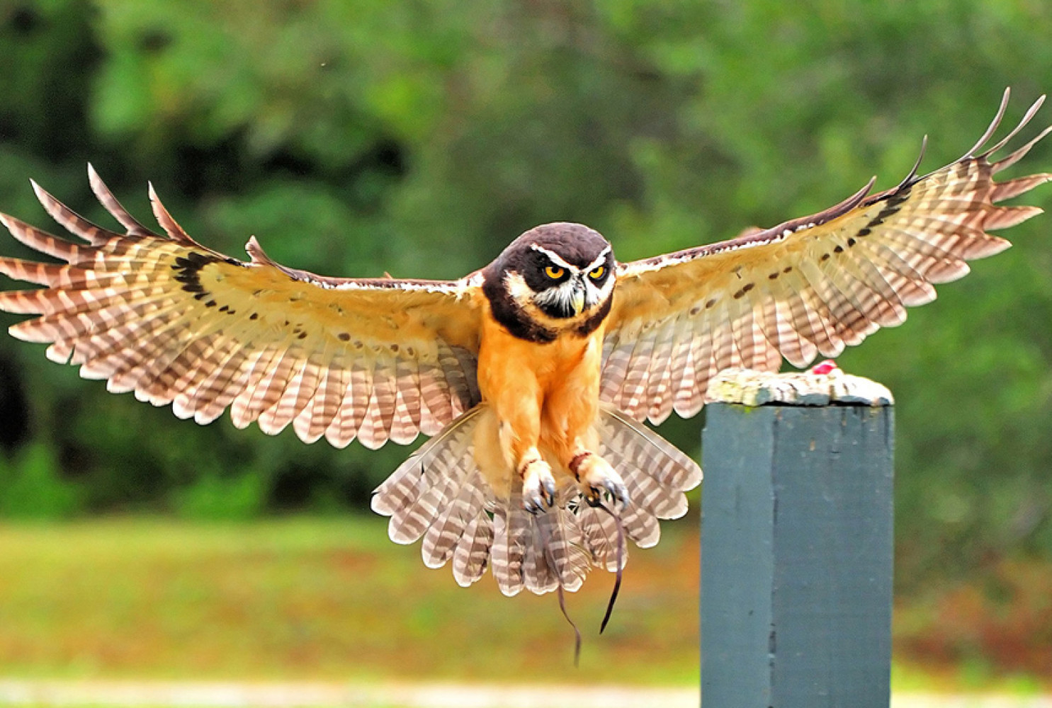 Enjoy a live flight demonstration with The Center for the Birds of Prey