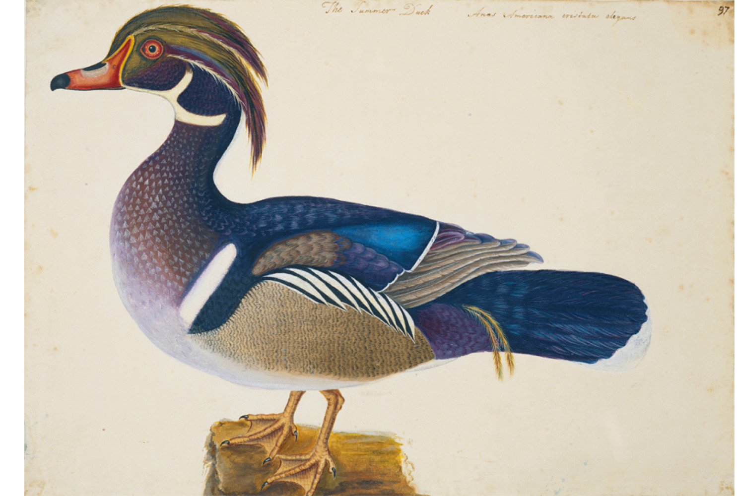 The Summer Duck, ca. 1722-1726, by Mark Catesby (British, 1682-1749); watercolor and bodycolor heightened with gum arabic, over traces of pencil; Royal Collection Trust/© Her Majesty Queen Elizabeth II 2017