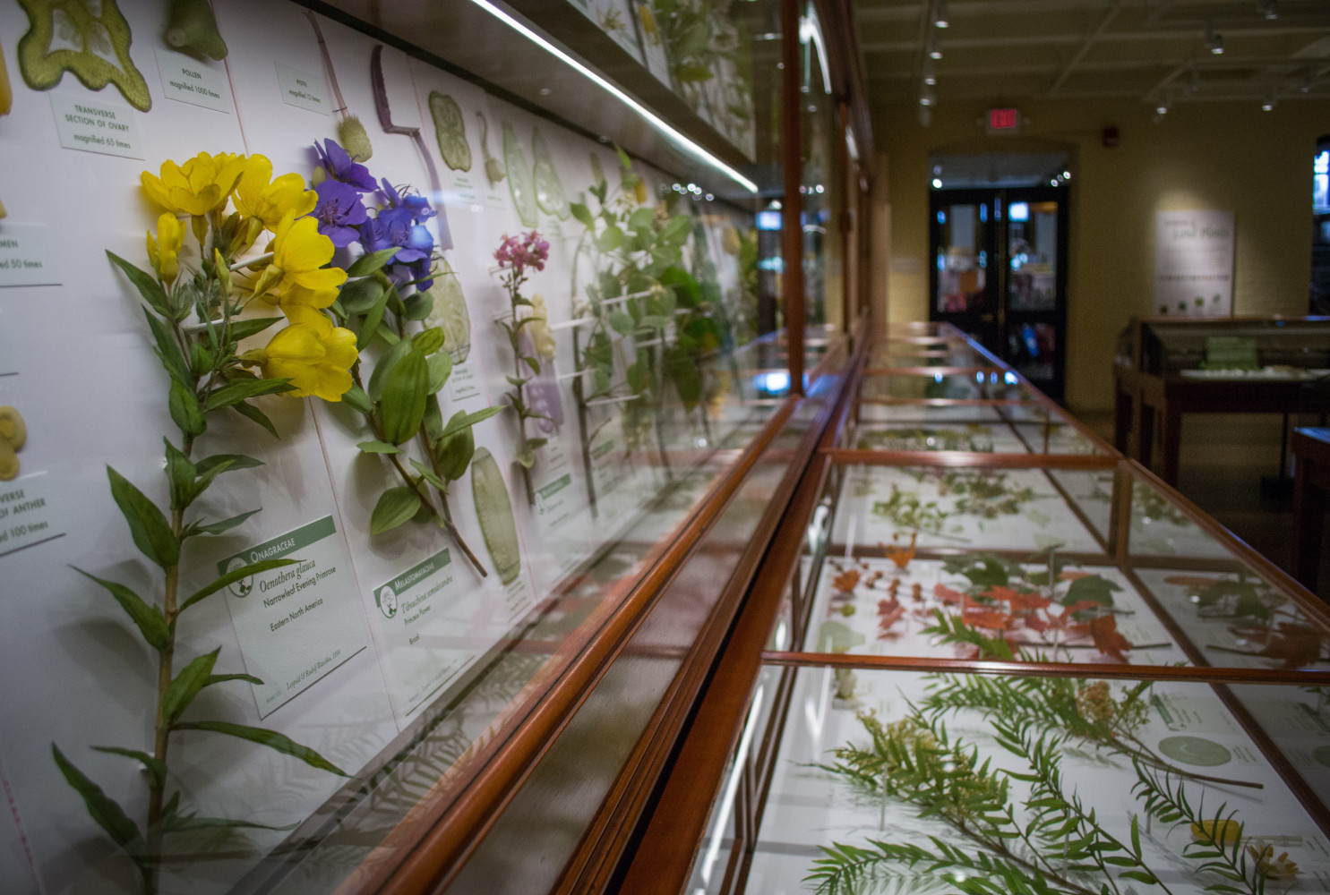 The Ware Collection of Blaschka Glass Models of Plants, Harvard University Herbaria / Harvard Museum of Natural History © President and Fellows of Harvard College