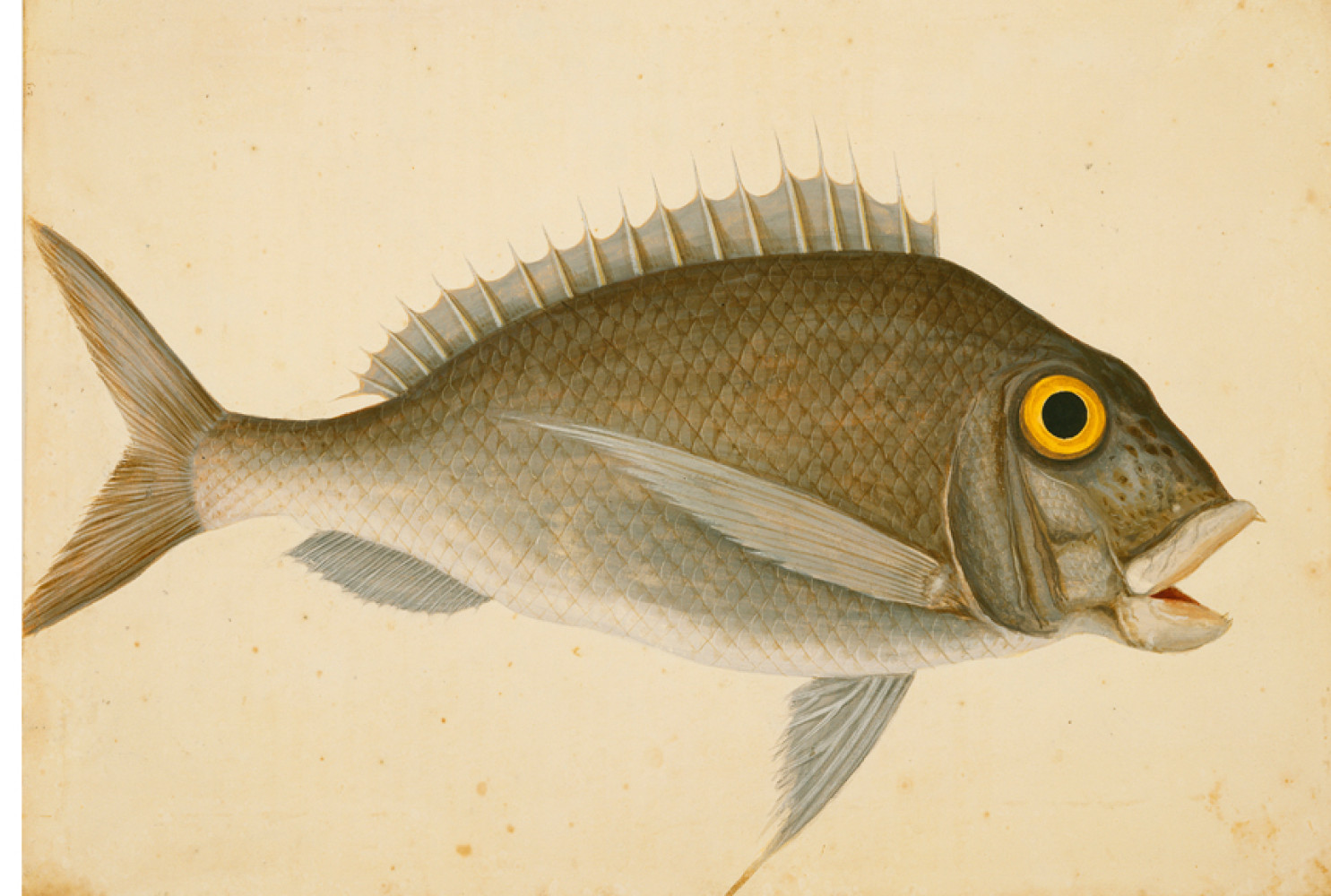 The Porgy, ca. 1722-1726, by Mark Catesby (British, 1682-1749); watercolor and bodycolor; Royal Collection Trust/© Her Majesty Queen Elizabeth II 2017