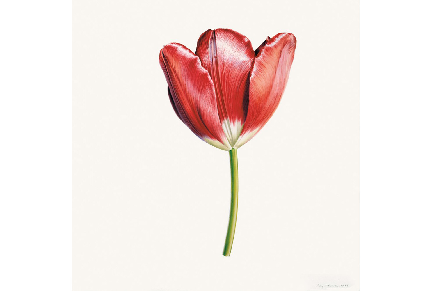 Tulip ‘Helen Josephine’, 1975, by Rory McEwen (Scottish, 1932 – 1982). Watercolor on vellum, 29.75 x 26.25 inches. On loan courtesy of the Estate of Rory McEwen. ©2023 Estate of Rory McEwen