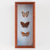 Butterfly Box made for Indigo and CottonPhoto by Brett Carron