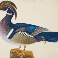 The Summer Duck, ca. 1722-1726, by Mark Catesby (British, 1682-1749); watercolor and bodycolor heightened with gum arabic, over traces of pencil; Royal Collection Trust/© Her Majesty Queen Elizabeth II 2017