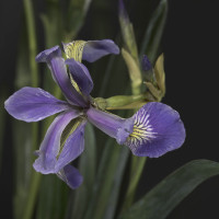 Glass model of Iris versicolor by Rudolf Blaschka, 1896. The Ware Collection of Blaschka Glass Models of Plants, Harvard University Herbaria / Harvard Museum of Natural History © President and Fellows of Harvard College