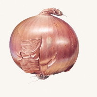 Onion, 1971, by Rory McEwen (Scottish, 1932 – 1982). Watercolor on vellum, 17 x 17.25 inches. Loan courtesy of Lord and Lady Hesketh. ©2023 Estate of Rory McEwen