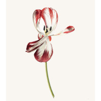 Dying Tulip I, 1976, by Rory McEwen (Scottish, 1932 – 1982). Watercolor on vellum, 30.75 x 26.75 inches. Loan courtesy of a private collection. ©2023 Estate of Rory McEwen