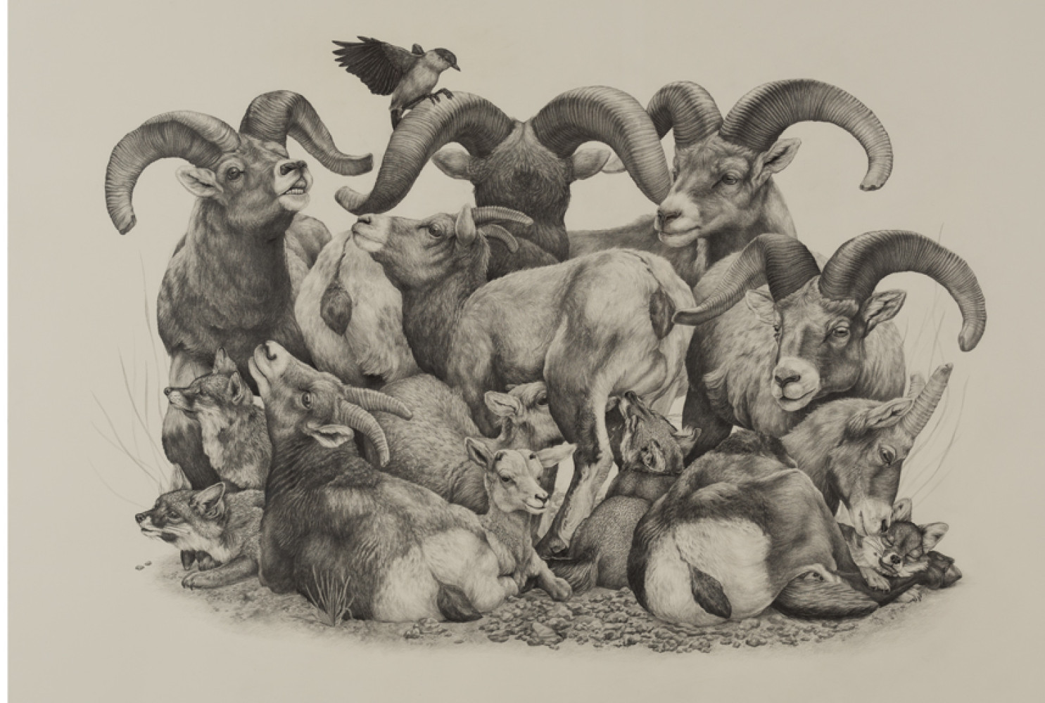 Zoe Keller (United States, b. 1989), Prey, 2016. Graphite on paper. 30 × 42 inches. Purchased with funds generously donated by Dick and Val Beck, National Museum of Wildlife Art. © Zoe Keller. M2017.005.002 
