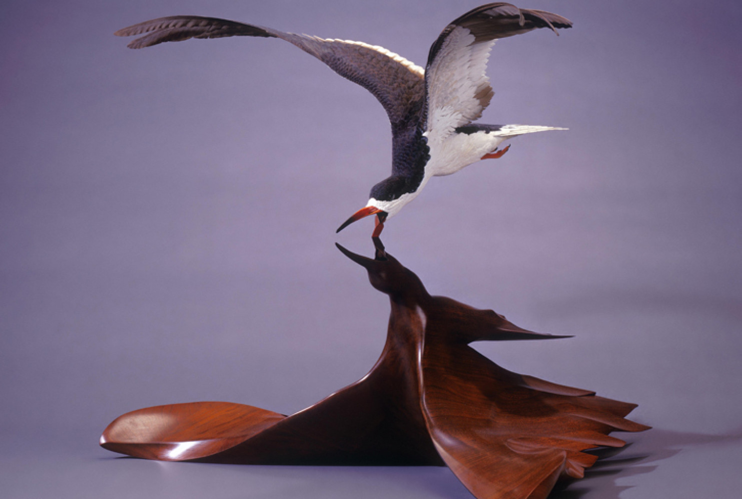 Black Skimmer, 1983, By Grainger McKoy (American, b. 1947), Basswood, walnut, polychrome and oil. On loan courtesy of The Rivers Collection. Image courtesy of the artist.
