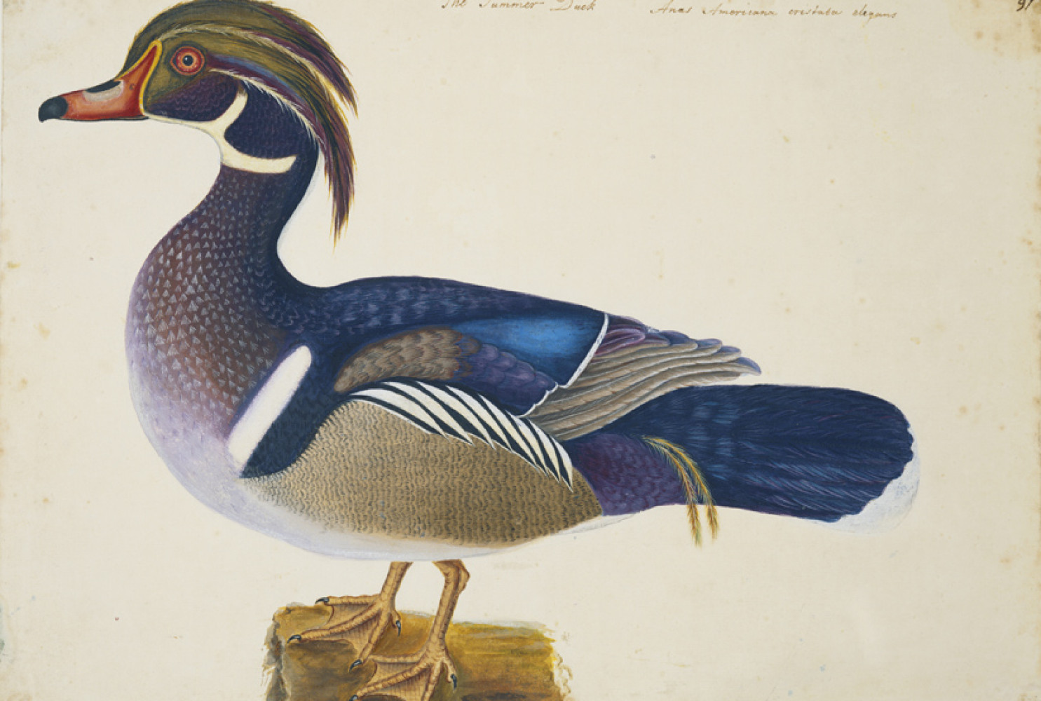 The Summer Duck, ca. 1722—1726, by Mark Catesby (British, 1682—1749); watercolor and bodycolor heightened with gum arabic, over traces of pencil; Royal Collection Trust/© Her Majesty Queen Elizabeth II 2017