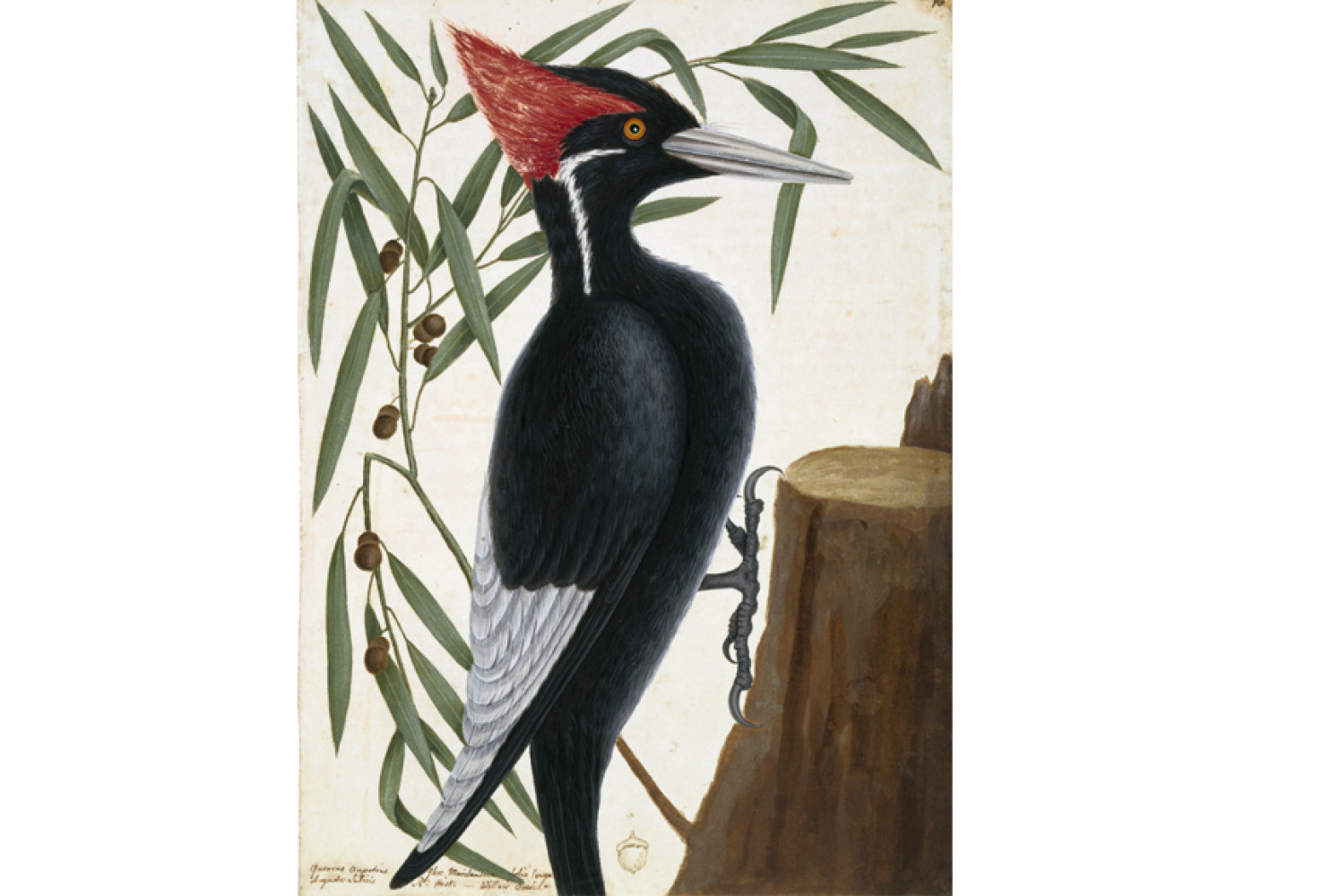 Ivory-billed woodpecker and willow oak, ca. 1722—1726, by Mark Catesby (British, 1682—1749); watercolor and bodycolor over pen and ink; Royal Collection Trust/© Her Majesty Queen Elizabeth II 2017