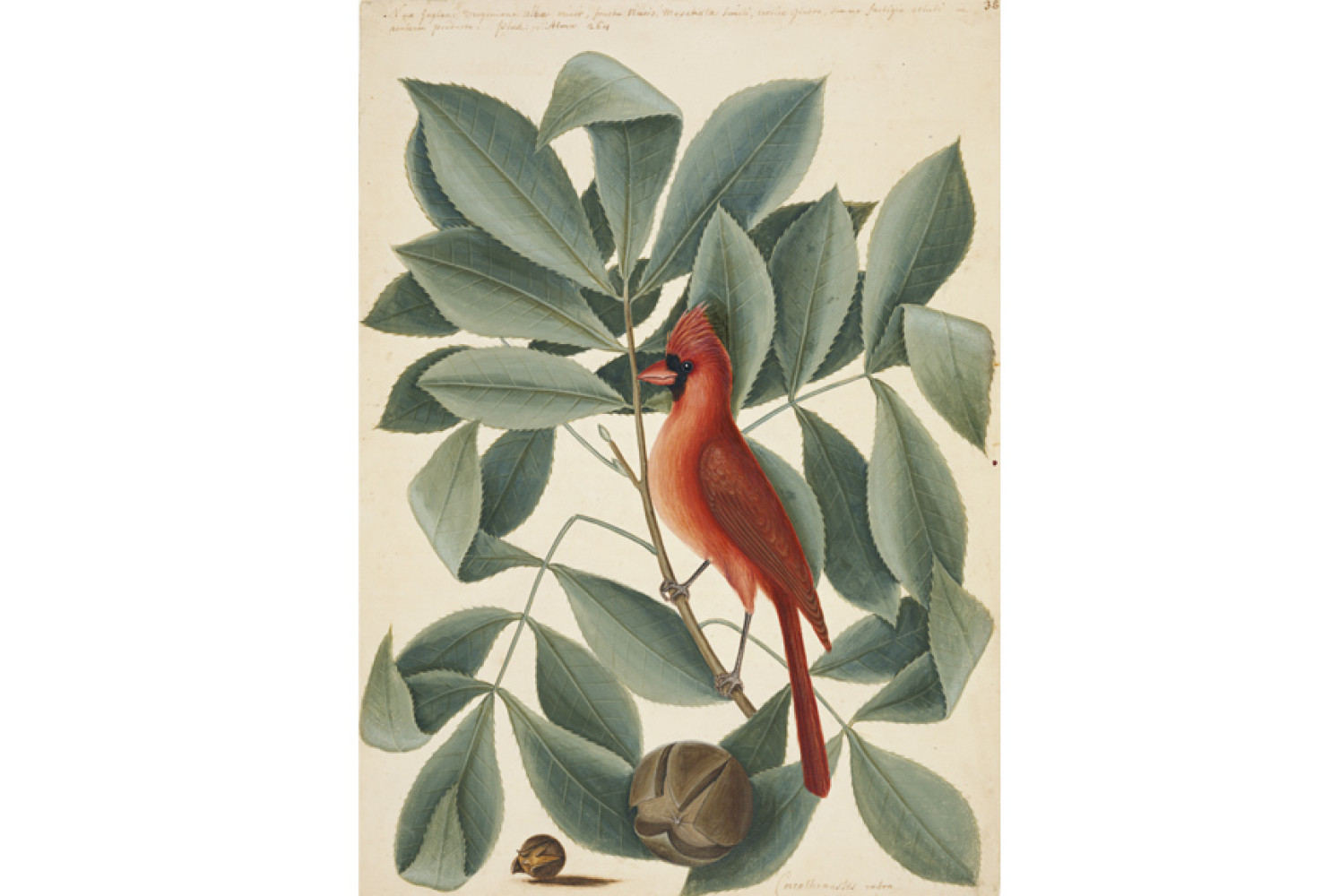 The Red Bird, the Hiccory Tree and the Pignut, ca. 1722—1726, by Mark Catesby (British, 1682—1749); watercolor and bodycolor heightened with gum Arabic; Royal Collection Trust/© Her Majesty Queen Elizabeth II 2017