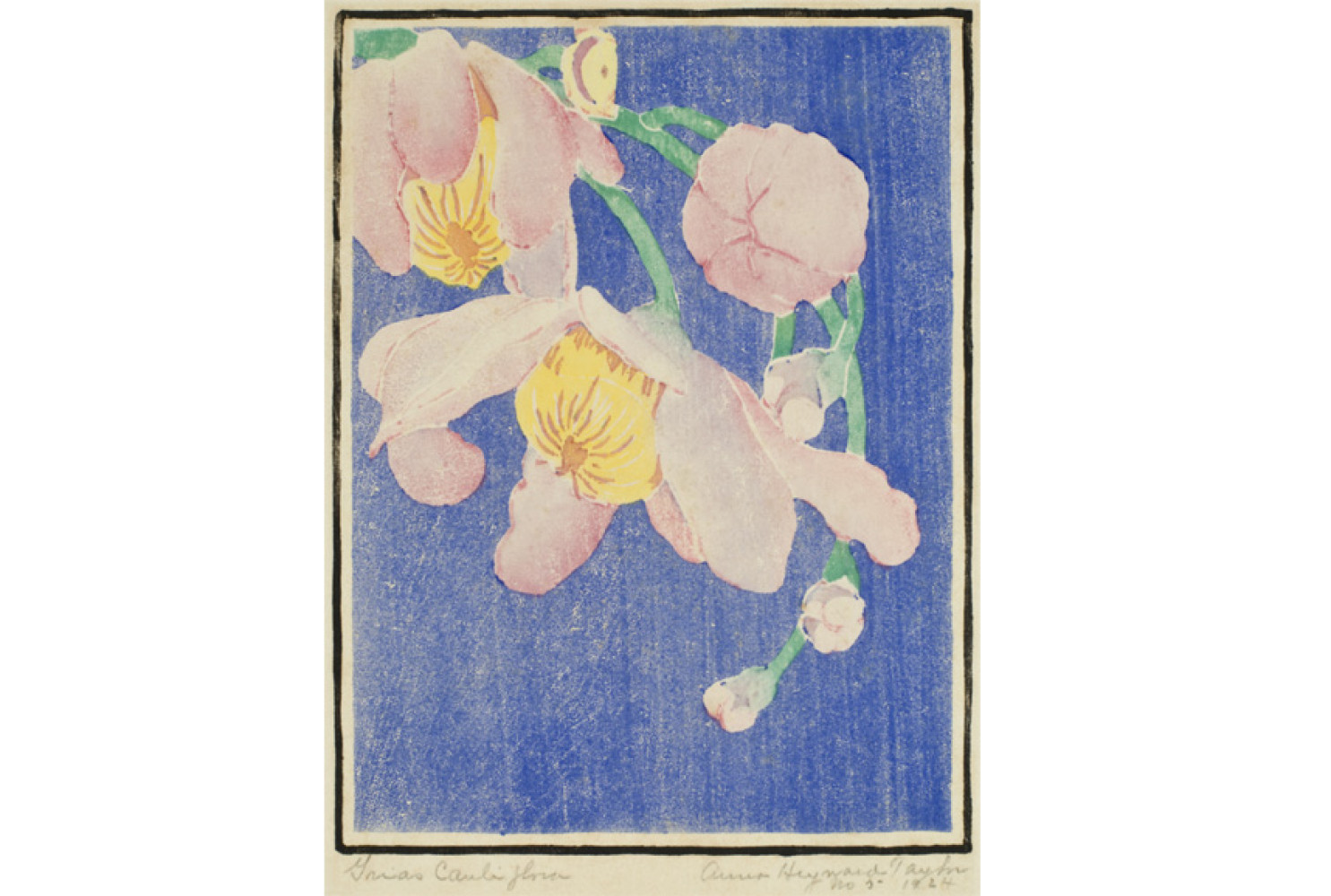 Grias Cauliflora, 1924, By Anna Heyward Taylor (American, 1879—1956); Color woodblock print on paper; 10 7/8 x 7 1/2 inches; Gift of the Artist; 1953.007.0031 
