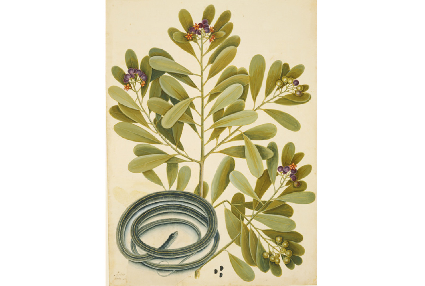 The Ribbon-Snake and Winter's Bark, ca. 1722—1726, by Mark Catesby (British, 1682—1749); watercolor and bodycolor heightened with gum arabic, over touches of pencil; Royal Collection Trust/© Her Majesty Queen Elizabeth II 2017