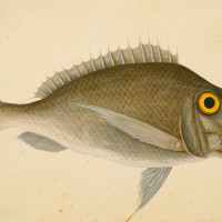 The Porgy, ca. 1722-1726, by Mark Catesby (British, 1682-1749); watercolor and bodycolor; Royal Collection Trust/© Her Majest Queen Elizabeth II 2017