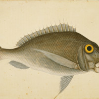 The Porgy, ca. 1722—1726, by Mark Catesby (British, 1682—1749); watercolor and bodycolor; Royal Collection Trust/© Her Majesty Queen Elizabeth II 2017