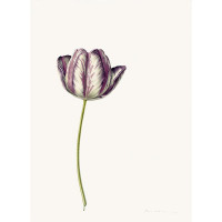 TULIP ‘COLUMBINE’, 1974, by Rory McEwen (Scottish, 1932 – 1982). Watercolor on vellum, 15.87 × 11.5 in. On loan courtesy of the Estate of Rory McEwen. ©2023 Estate of Rory McEwen