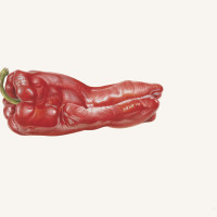 Red Pepper, 1971, by Rory McEwen (Scottish, 1932 – 1982). Watercolor on vellum, 11.38 × 15.5 in. On loan courtesy of Lord and Lady Hesketh. ©2023 Estate of Rory McEwen