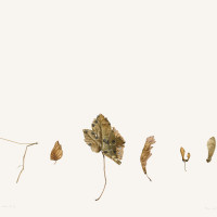 True Facts From Nature No. 10 (Northern Leaves for Cy), 1973, by Rory McEwen (Scottish, 1932 – 1982). Watercolor on vellum, 21.38 × 27 in. Painted for Cy Twombly. On loan courtesy of the Estate of Rory McEwen. ©2023 Estate of Rory McEwen 