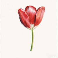 Tulip ‘Helen Josephine’, 1975, by Rory McEwen (Scottish, 1932 – 1982). Watercolor on vellum, 29.75 x 26.25 inches. Loan courtesy of Rory McEwen Ltd. ©Estate of Rory McEwen.