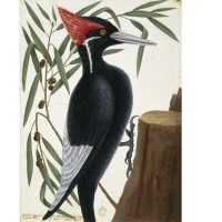 Ivory-billed woodpecker and willow oak, ca. 1722—1726, by Mark Catesby (British, 1682—1749); watercolor and bodycolor over pen and ink; Royal Collection Trust/© Her Majesty Queen Elizabeth II 2017