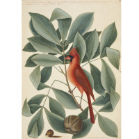 The Red Bird, the Hiccory Tree and the Pignut, ca. 1722—1726, by Mark Catesby (British, 1682—1749); watercolor and bodycolor heightened with gum Arabic; Royal Collection Trust/© Her Majesty Queen Elizabeth II 2017