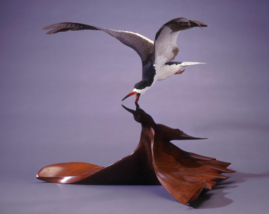<i>Black Skimmer</i>, 1983, By Grainger McKoy (American, b. 1947), Basswood, walnut, polychrome and oil. On loan courtesy of The Rivers Collection. Image courtesy of the artist.
