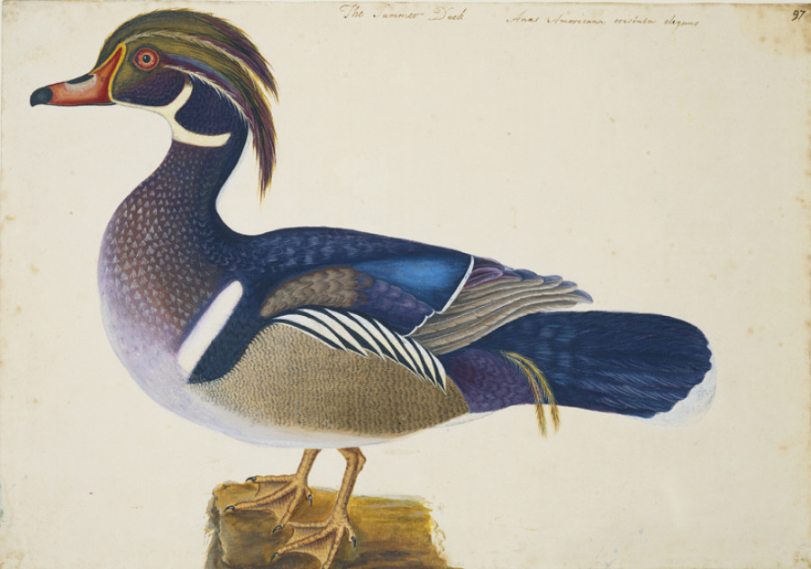 <i>The Summer Duck</i>, ca. 1722—1726, by Mark Catesby (British, 1682—1749); watercolor and bodycolor heightened with gum arabic, over traces of pencil; Royal Collection Trust/© Her Majesty Queen Elizabeth II 2017