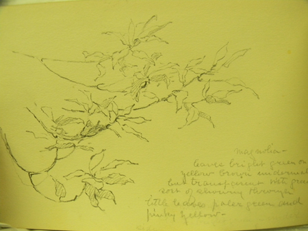 Magnolia Leaves from an Alice Ravenel Huger Smith sketchbook, ca. 1920s, by Alice Ravenel Huger Smith (1876–1958)