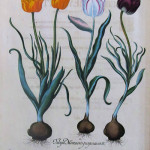 Tulips, Plate from HORTUS ESTETTENSIS, 1713, by Basilius Besler