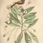 Painted Finch, Vol. I, Plate 84, 1731, by Mark Catesby
