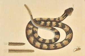 Rattle Snake, Vol. II, Plate 41, 1743, by Mark Catesby