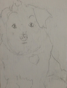 Pencil sketch of a dog, 2013, by Lese Corrigan