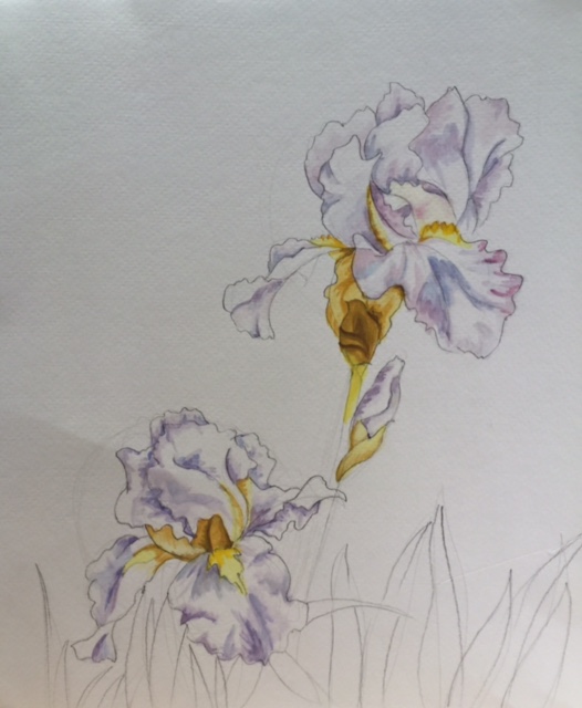 Irises in watercolor by Brenda Bogren