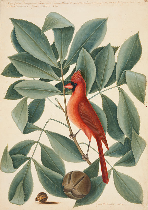The Red Bird, the Hiccory Tree and the Pignut, ca. 1722–1726, by Mark Catesby 