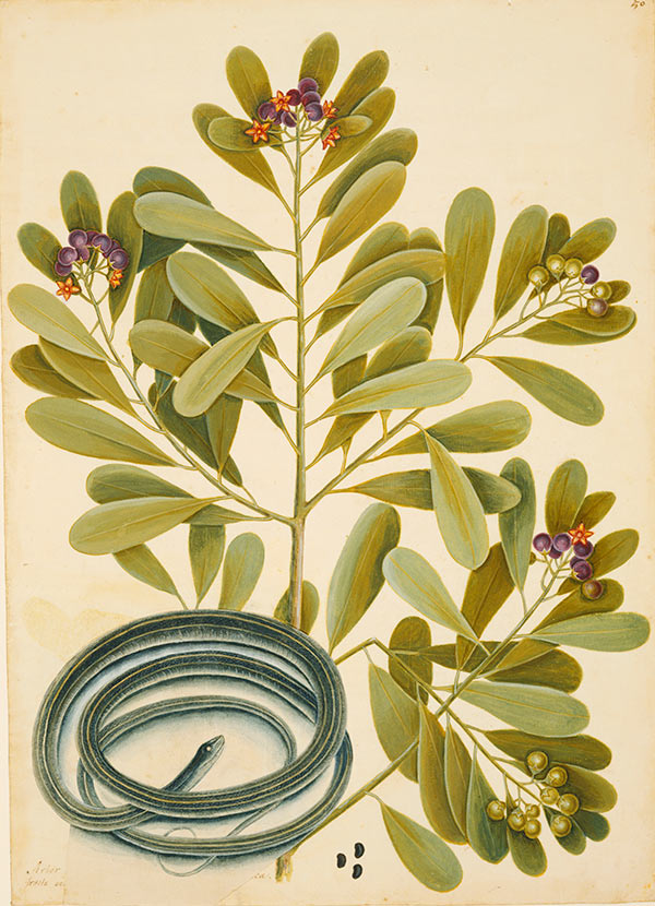 The Ribbon-Snake and Winter's Bark, ca. 1722–1726, by Mark Catesby