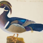 The Summer Duck, ca. 1722–1726, by Mark Catesby