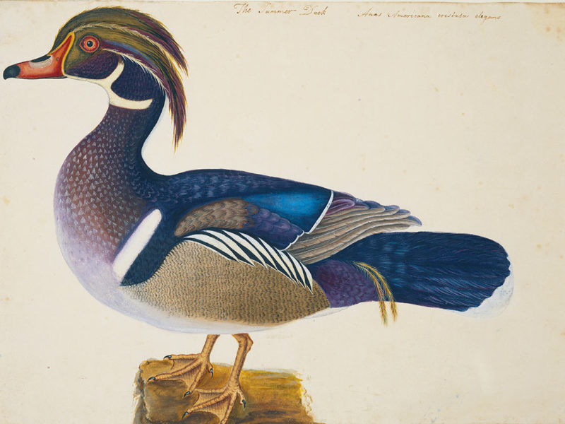 The Summer Duck, ca. 1722–1726, by Mark Catesby