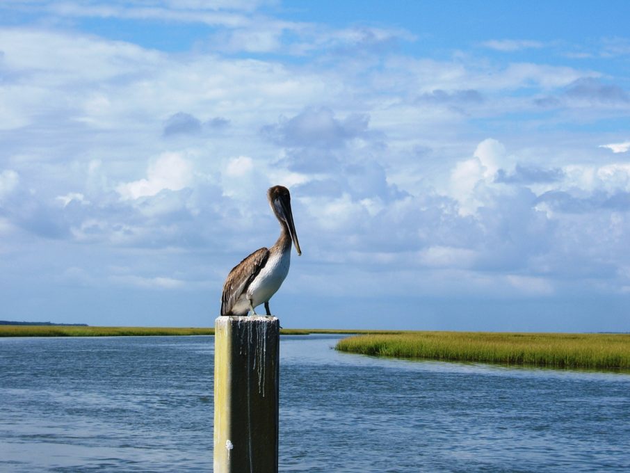 Eastern Brown Pelican, Coastal Expeditions Staff